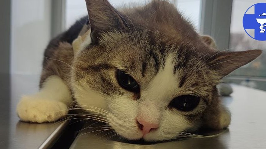 Саратовские ветеринары помогли коту Барсику сохранить зубы